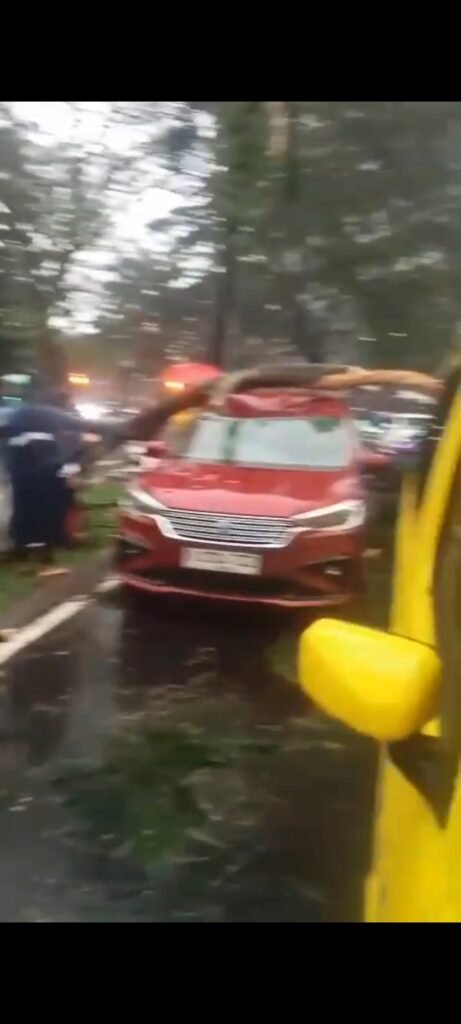 Pohon Tumbang di Jalan Lippo Karawaci Lumpuhkan Arus Lalu Lintas, Petugas Lakukan Penanganan