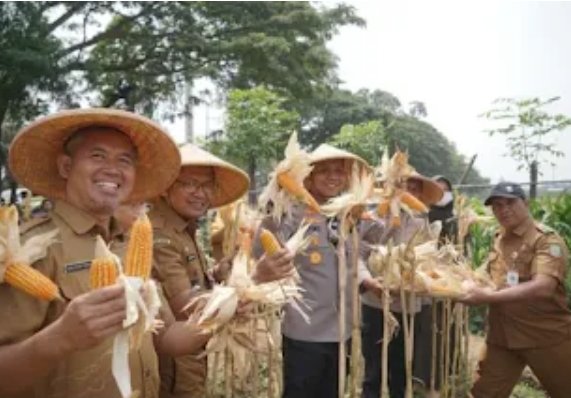 Panen Jagung di Batuceper Perkuat Ketahanan Pangan Menuju Swasembada 2026